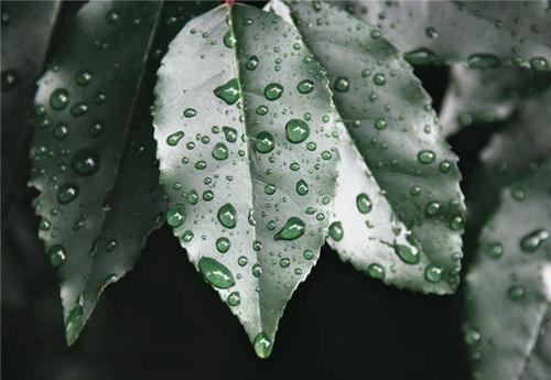 季宪林：听雨