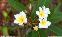 描写花草植物的文段