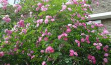 描写蔷薇的优美句子