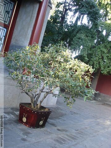 边恭：送礼物吴国斌