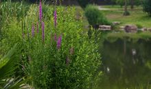 李昌祺：乡人至夜话