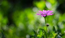 描写春天的花的句子