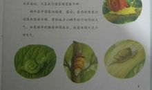 写植物作文：背着房子的旅行家