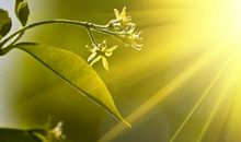 形容春天阳光的句子