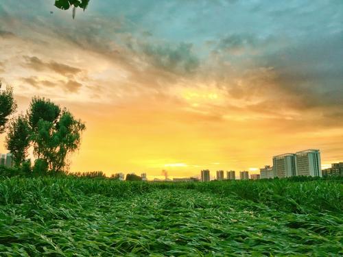 高崎：春晚西花园