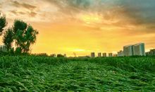 高启：春暮西园