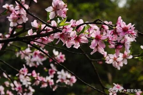 诗经：何必英