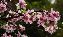 诗经：何彼襛矣