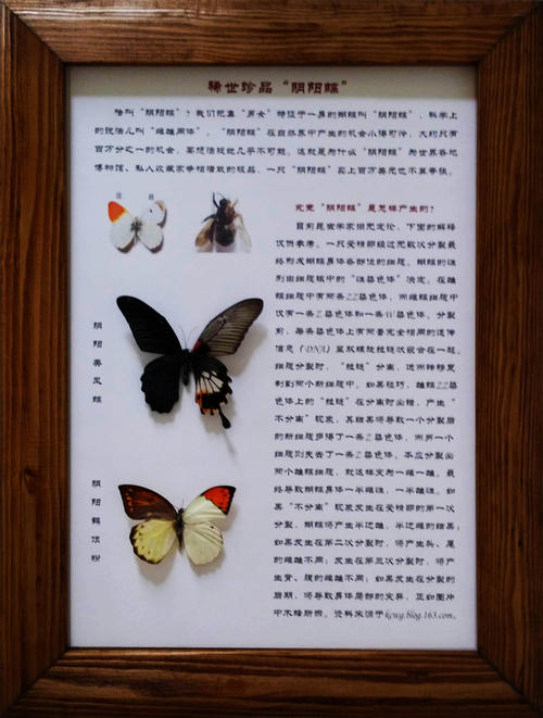 昆虫展的印象