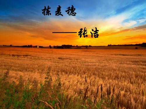 张杰：摘麦穗