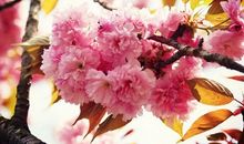 描写心情好的语句