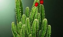 写植物作文：仙人掌