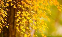 冰心：秋雨秋风愁煞人