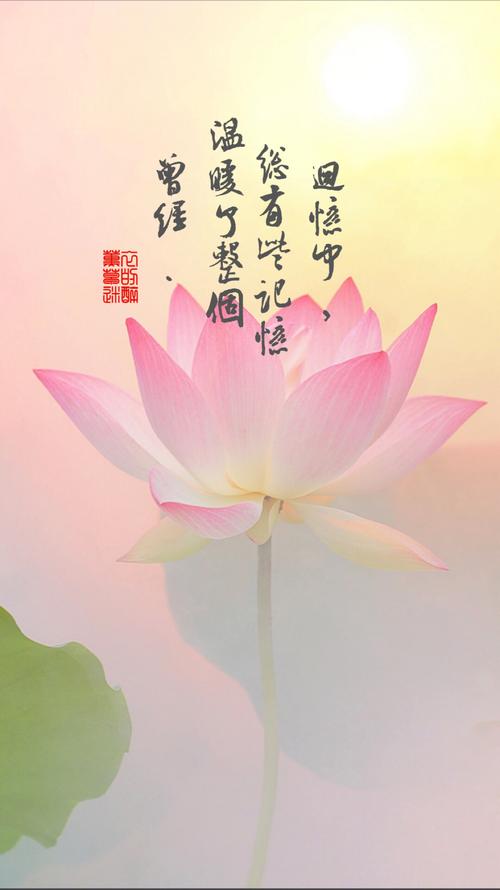 写关于lotus的句子
