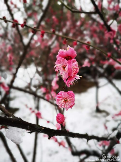 卢美珀：雪梅·梅雪为春季而战，拒绝登陆