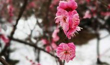 卢梅坡：雪梅·梅雪争春未肯降