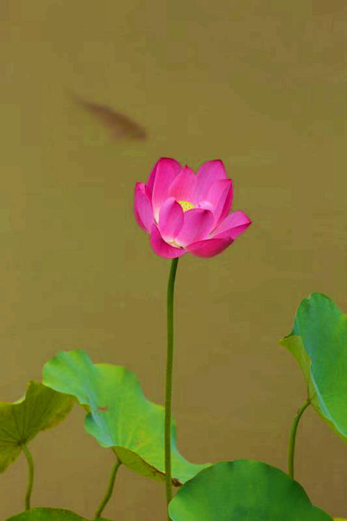 借花献佛