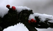 描写梅花外形的好段