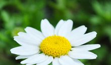 描写菊花的好段