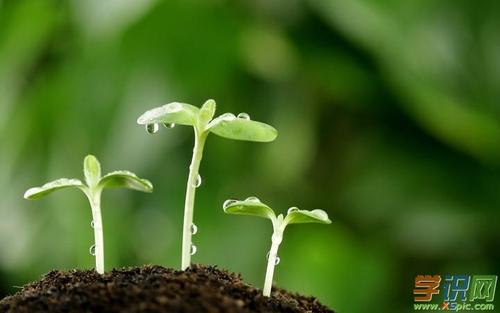 描述植物的句子