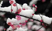 描写梅花样子的片段