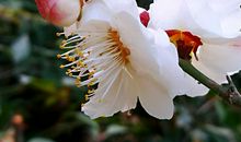 描写梅花精神的好段