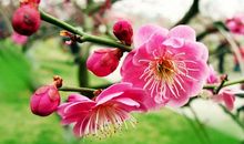 描写梅花的精彩句段