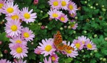 描写菊花的排比句