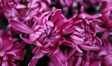 描写菊花姿态的段落