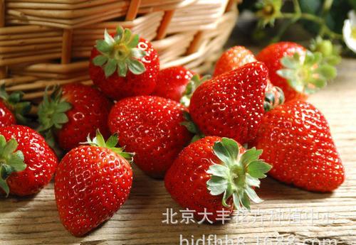 草莓口号