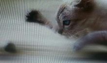 耗子钻牛角的歇后语