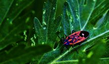 描写昆虫的片段