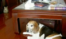 耗子钻风箱的歇后语