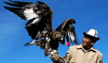 关于老鹰叼黄牛的歇后语