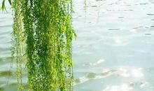 曾巩：咏柳·乱条犹未变初黄