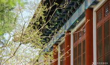 吴涛：绝句·游子春衫已试单