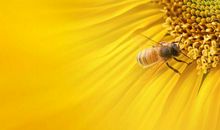 只要面对着阳光努力向上的名言