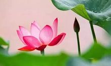 刘攽：雨后池上