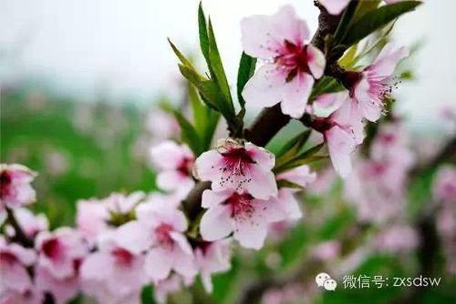 句子描述春天的花朵盛开