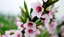 描写春天花开的句子