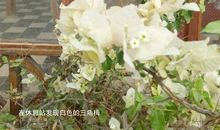 描写花坛的段落