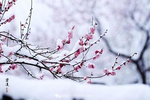 王安石：梅花