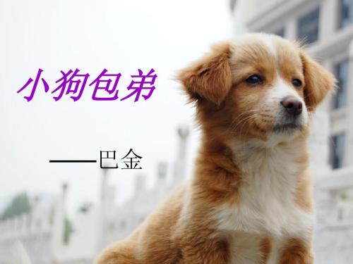 狂吠的狗