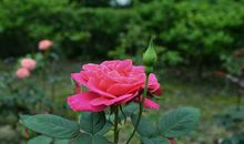 描写月季花的佳句