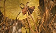 刘长卿：送上人