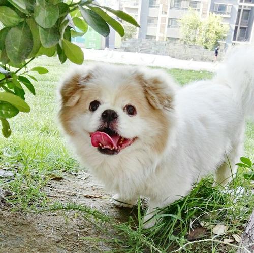 狗拉窗帘