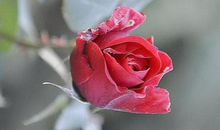 描写月季花的段落