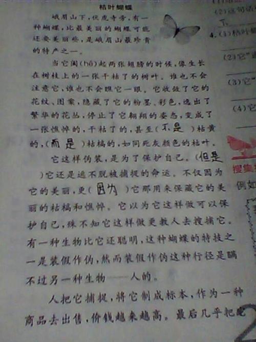 看完枯叶蝴蝶