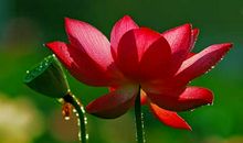 描写荷花的佳句