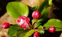 苏轼：海棠·东风袅袅泛崇光